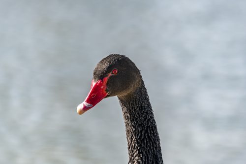 Black swan head closeup 🦢