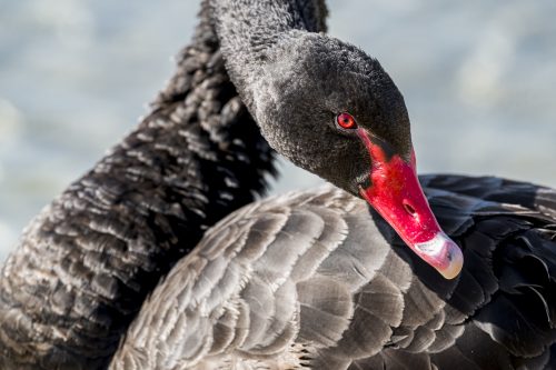 Black swan head closeup with his red eye and beak 🦢