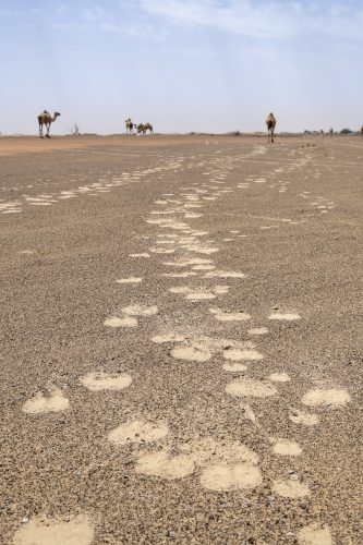 Camels footprints in the desert of red sand of the United Arab Emirates, UAE, Middle East, Arabian Peninsula