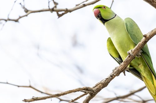 Rose-ringed Parakeet (medium size green Parrot) in a tree with copy space on his left, Dubai, United Arab Emirates (UAE), Middle East, Arabian Peninsula