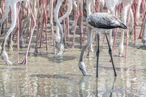 Juvenile Greater Flamingos in a the wetlands of Dubai, United Arab Emirates (UAE), Middle East, Arabian Peninsula