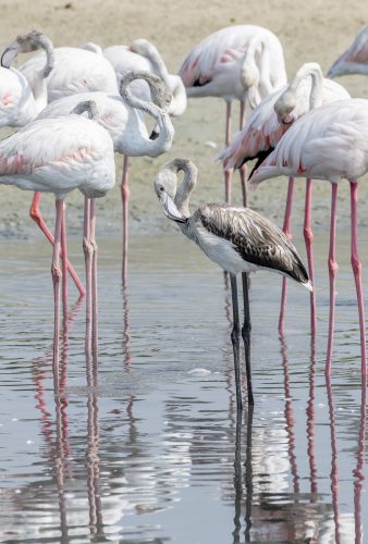 Juvenile Greater Flamingo in a the wetlands of Dubai, United Arab Emirates (UAE), Middle East, Arabian Peninsula