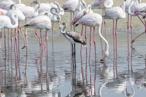 The Greater Flamingoes in a the wetlands of Dubai with a juvenile in grey, United Arab Emirates (UAE), Middle East, Arabian Peninsula