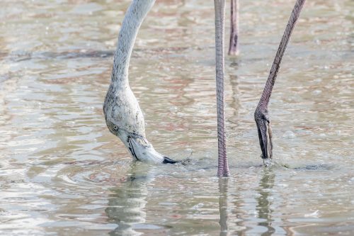 The Greater Flamingoes eating in a the wetlands of Dubai, United Arab Emirates (UAE), Middle East, Arabian Peninsula