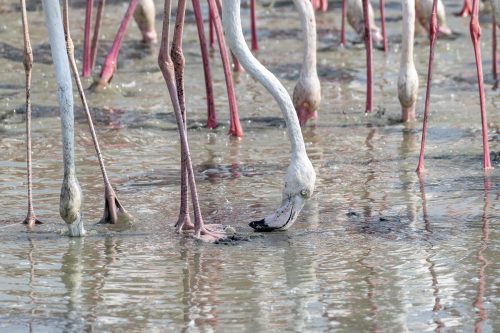 The Greater Flamingoes eating in a the wetlands of Dubai, United Arab Emirates (UAE), Middle East, Arabian Peninsula