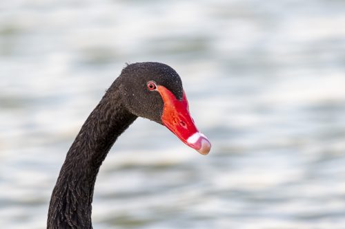 Black swan, Al Qudra Lakes, Dubai, United Arab Emirates (UAE), Middle East, Arabian Peninsula