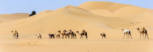 Camel Caravan in the desert of Dubai Emirates. They were going back to their farm. United Arab Emirates, UAE, Middle East, Arabian Peninsula