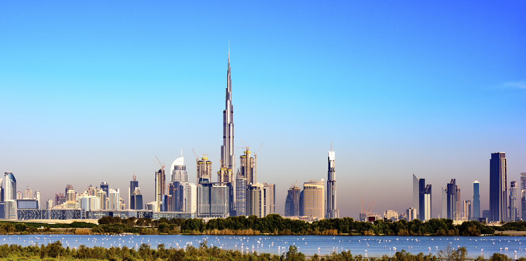 Experience the Travel Kaleidoscope of Dubai's Skyline and Mangrove, Adorned with Majestic Flamingos.