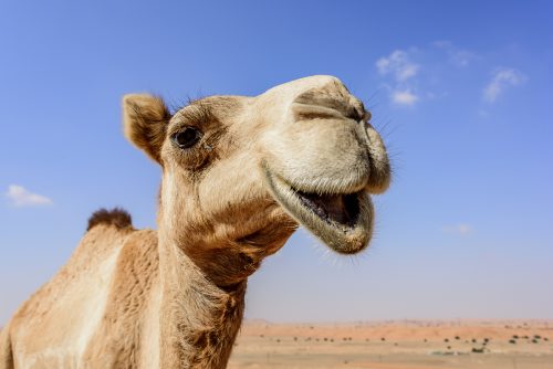 Camel close-up looking at the camera looks like smiling against blue sky.