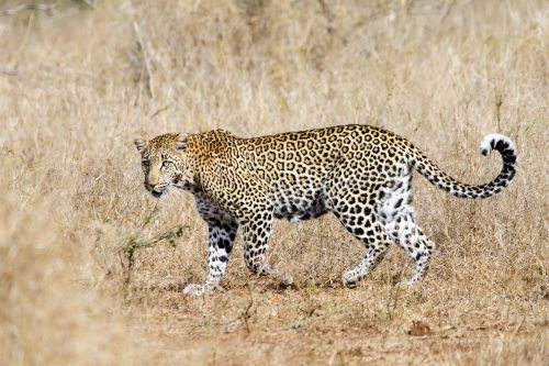 Leopard walking in the bush