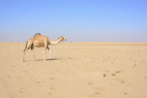 Camel walking in the Desert with blue sky, Dubai Emirates, UAE