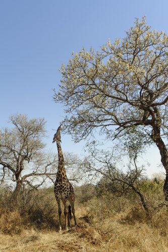 Giraffe in the Wild
