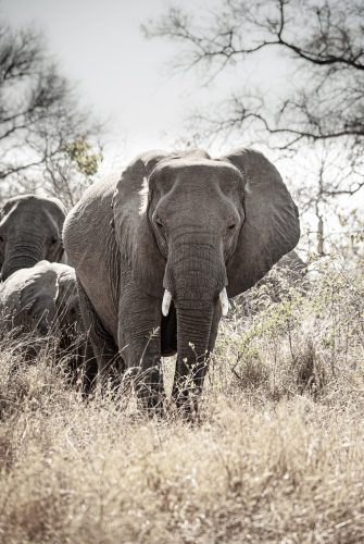 Elephants in the Bush