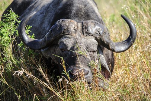 African buffalo or Cape buffalo looking at the camera, South Africa