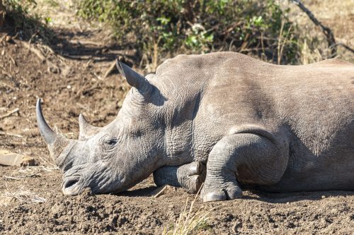 Wild Rhinoceros resting sunbathing