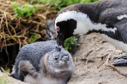 Two Black-footed Penguin (one adult and one juvenile), Cape Town, South Africa.