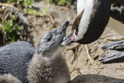 A juvenile African Penguin (Spheniscus demersus), also known as the Black-footed Penguin, confined to southern African waters. It is also widely known as the "Jackass" Penguin for its donkey-like bray. South Africa