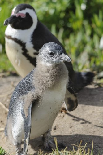 Juvenile Black-footed Penguin, Cape Town, South Africa