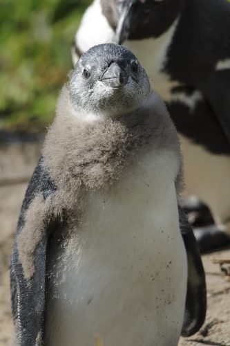 Juvenile Black-footed Penguin looking at the camera, Cape Town, South Africa 🇿🇦