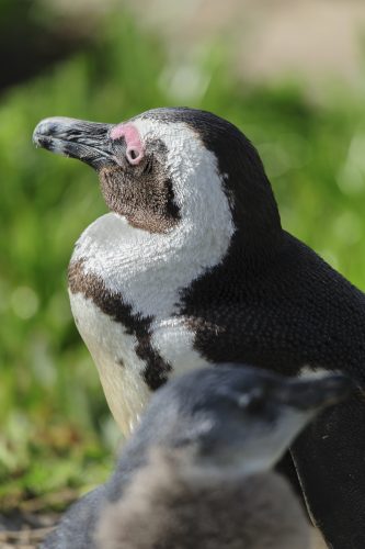 Close-up of the face of one Black-footed Penguin with green background, Simons' town, Cape Town, South Africa