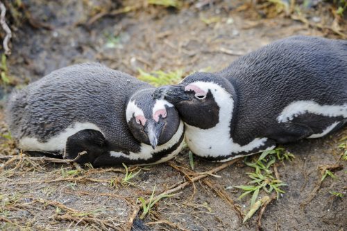 African Penguins together (Spheniscus demersus), also known as the Black-footed Penguin is a species of penguin, confined to southern African waters. It is also widely known as the "Jackass" Penguin for its donkey-like bray, although several related species of South American penguins produce the same sound.