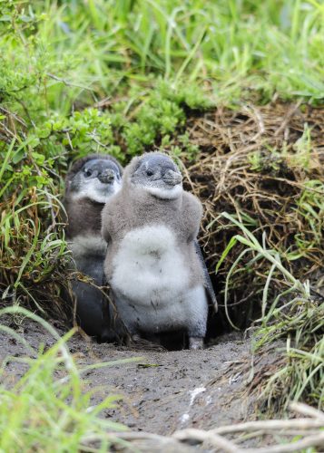 juvenile African Penguins (Spheniscus demersus), also known as the Black-footed Penguin, confined to southern African waters. It is also widely known as the "Jackass" Penguin for its donkey-like bray. South Africa