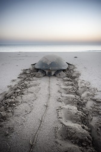 Serene Sea Turtle at Dawn - Ras Al Hadd, Sultanate of Oman Perfect for people who animals lovers and nature, fit for your office or home décor as Art Board Prints.