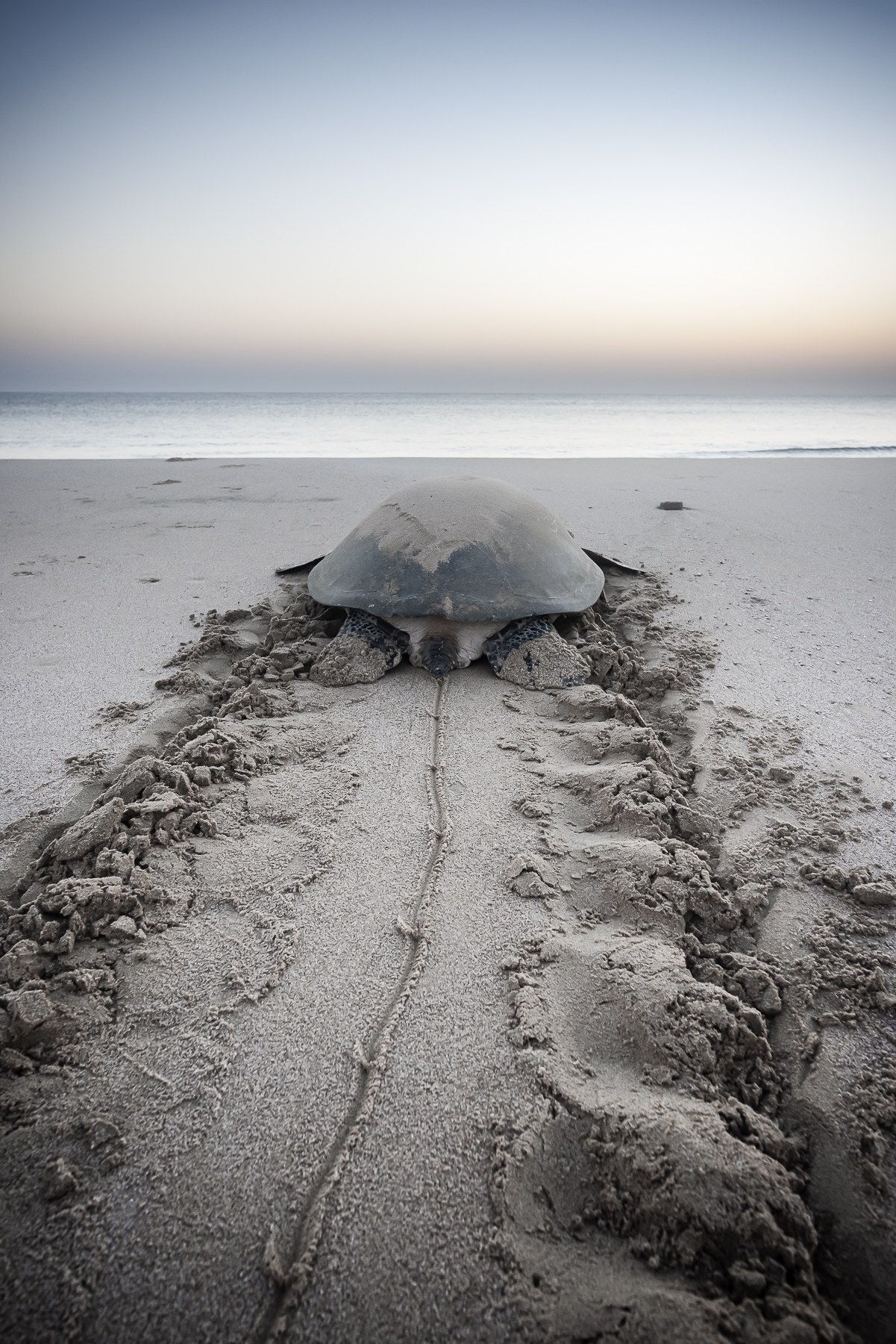 Serene Sea Turtle at Dawn - Ras Al Hadd, Sultanate of Oman