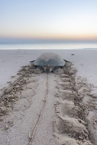 Exhausted Sea turtle after nesting in Ras Al Hadd, Oman