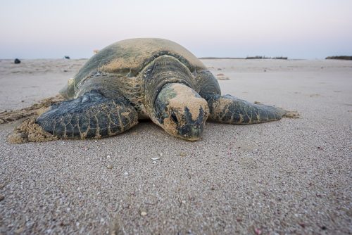 Exhausted Sea turle after nesting in Ras Al Hadd, Oman