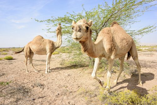 Camels eating leaves in the Acacia forest near Ras Al Hadd and Ras Al Jinz, Sultanate of OMAN