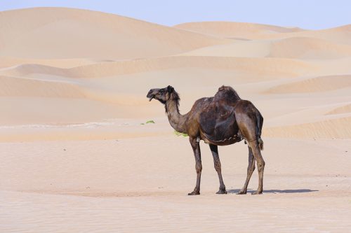 Black camel against pink Desert background, Abu Dhabi, United Arab Emirates, UAE, Middle East, Arabian Peninsula