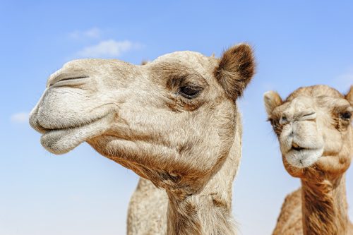 Side of a Nice Camel Head against blue sky