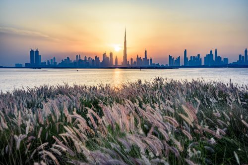 Dubai Skyline from Ras Al Khor wildwife sanctuary during a nice sunset with grass in foreground, United Aran Emirates, Middle East, Arabian Peninsula