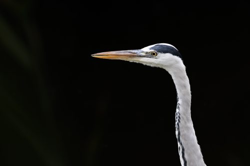 Portrait of a Graceful Grey Heron in Camargue, South of France