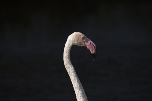 Flamingo Portrait