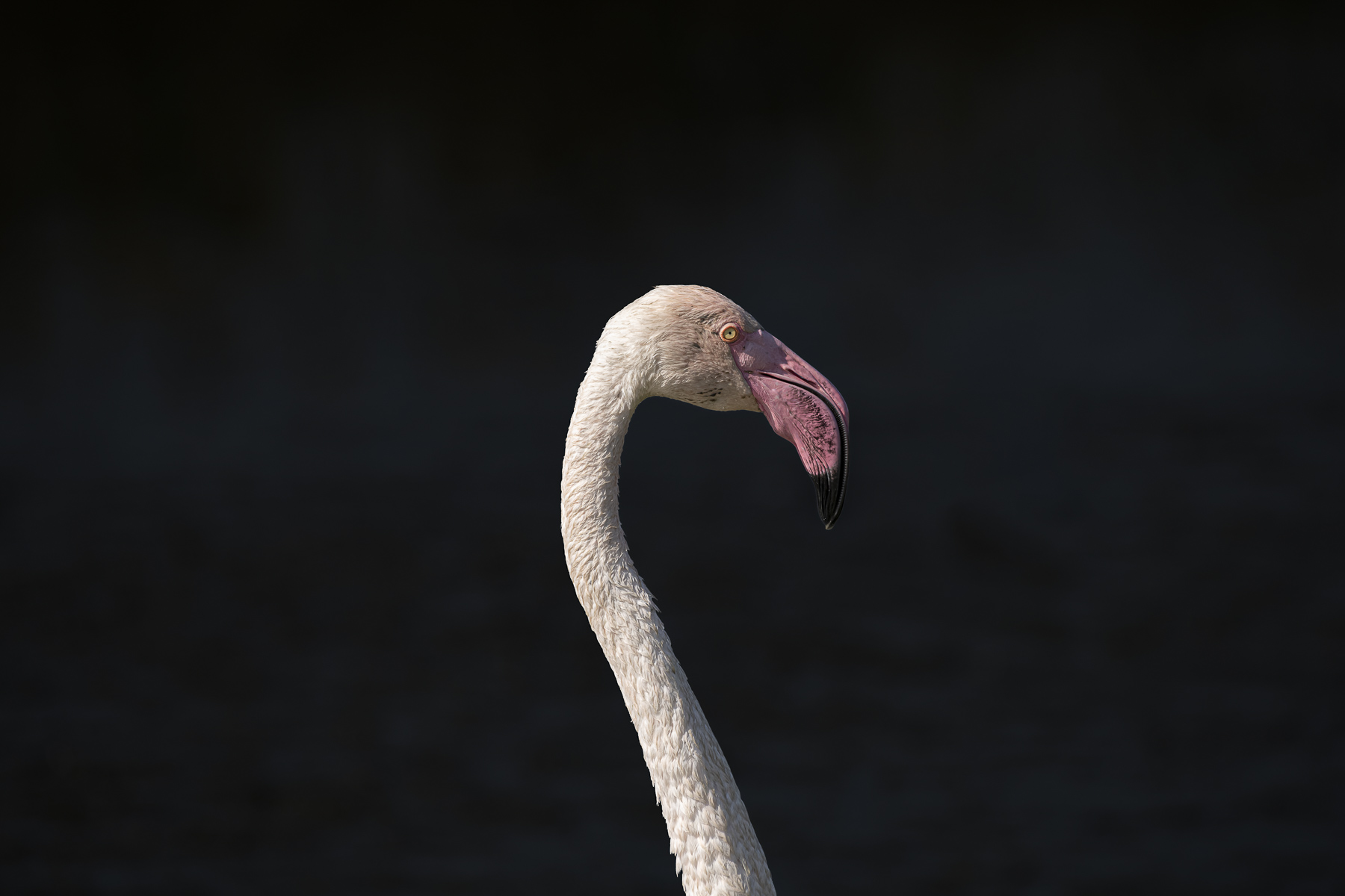 Perfect for nature enthusiasts who admire the beauty of pink flamingos in the picturesque Camargue, South of France. This design is a wonderful gift for friends, family, or yourself, an ideal choice for decorating your space with a touch of the Camargue's natural charm.