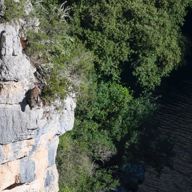 Unreal moment in the Verdon Gorges today! 🐗💦 My wife and I were trekking when we witnessed wild boars diving off a cliff into the water! 🏞️ I barely had time to switch my lens, but I caught the shot just in time! Nature always surprises us, and this was one for the books. Has anyone else ever seen something like this?

"Take Nothing but Photos, Leave Nothing but Footprints."

#VerdonGorges #GorgesduVerdon #Verdon #France #Wildlife #Trekking #CaughtInTheMoment #Nature #Surprises #Boar #Epic #NaturePhotography #adventure #Couple #French #Wilderness #Wild #Encounters #Hiking #nature #animal