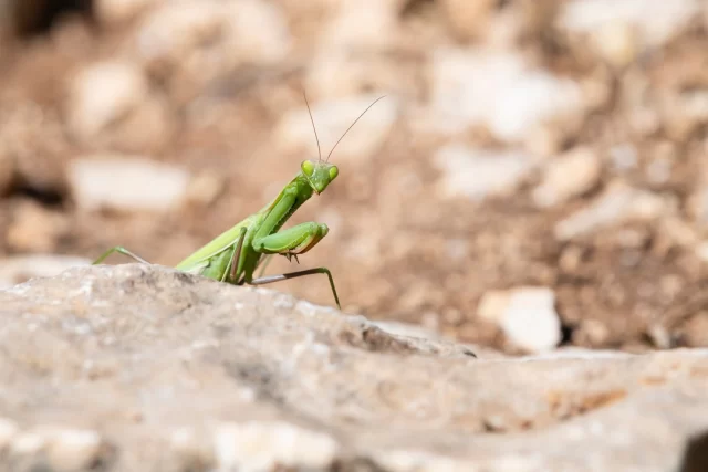 Stealth mode: activated! This mantis has perfected the art of the silent hunt. 🦗👀 

Closeup of a green praying mantis on a rock in Verdon, South of France.

"Take Nothing but Photos, Leave Nothing but Footprints"

#mantisreligiosa #mantisofinstagram #insects #insectsofinstagram #verdon #Arthropode #macro #macrovideo #macrovideography #macrocaptures #france #southoffrance #bug #entomologist #mantidae #animalia #anthropologie #anthropology #invertebrates #invertebratesofinstagram #camouflage #prayingmantis #animals #animallover